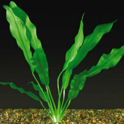 Эхинодорус Американикус, с грузом